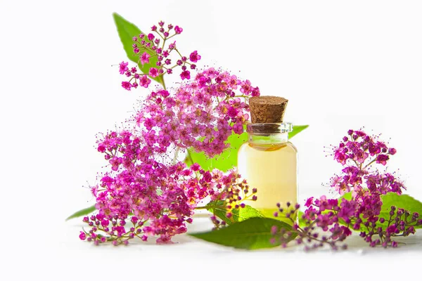 Aceite esencial de espirea en hermosa botella sobre fondo blanco — Foto de Stock