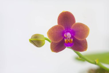 Beyaz zemin üzerine tencerede güzel nadir orkide