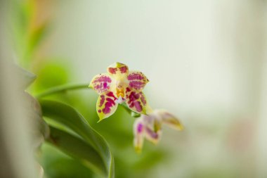 Arka plan bulanık üzerinde tencerede güzel nadir orkide
