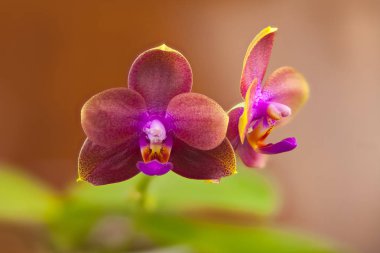 Arka plan bulanık üzerinde tencerede güzel nadir orkide