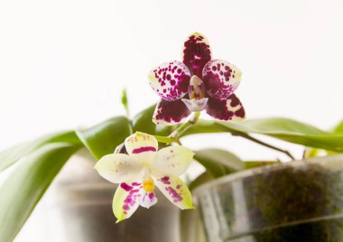 Beyaz zemin üzerine tencerede güzel nadir orkide