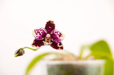 Beyaz zemin üzerine tencerede güzel nadir orkide