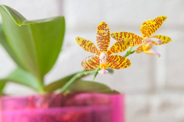 Beyaz zemin üzerine tencerede güzel nadir orkide