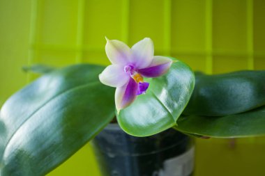 Sarı zemin üzerine tencerede güzel nadir orkide