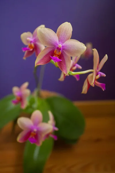 Mavi zemin üzerine tencerede güzel nadir orkide — Stok fotoğraf