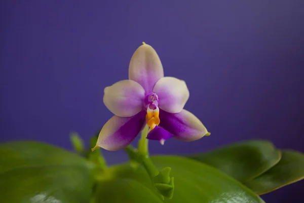 Beautiful rare orchid in pot on blue background — Stock Photo, Image