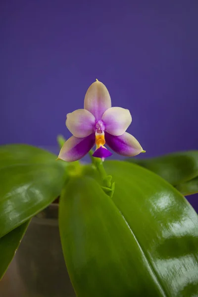 Belle orchidée rare en pot sur fond bleu — Photo