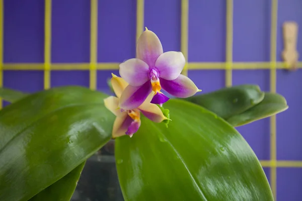 Belle orchidée rare en pot sur fond bleu — Photo