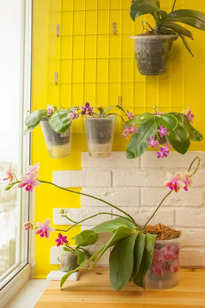 Belle orchidée rare en pot sur fenêtre blanche — Photo