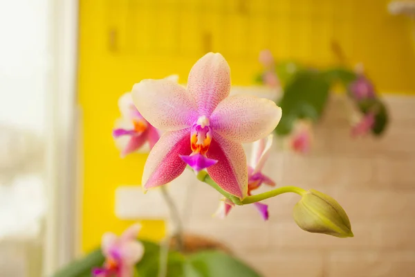 Belle orchidée rare en pot sur fond jaune — Photo