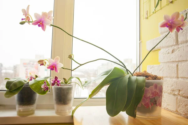 Hermosa orquídea rara en maceta en ventana blanca — Foto de Stock