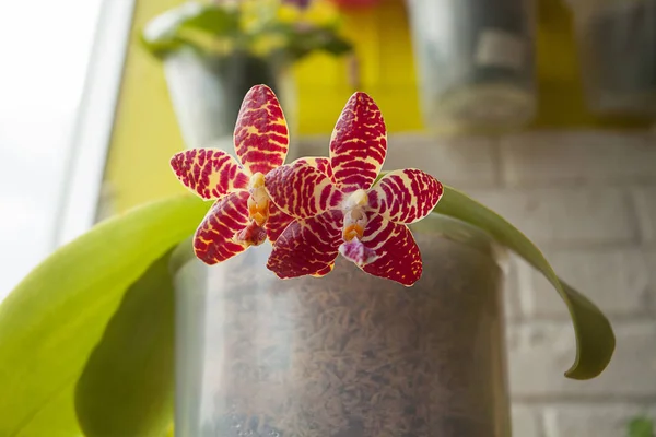 Szép ritka orchidea a potot elmosódott háttér — Stock Fotó