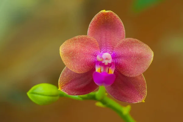 Vackra sällsynt orkidé i kruka på suddig bakgrund — Stockfoto