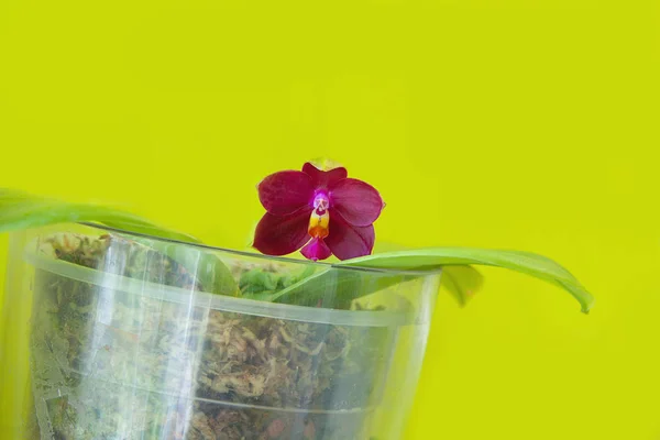 Sarı zemin üzerine tencerede güzel nadir orkide — Stok fotoğraf