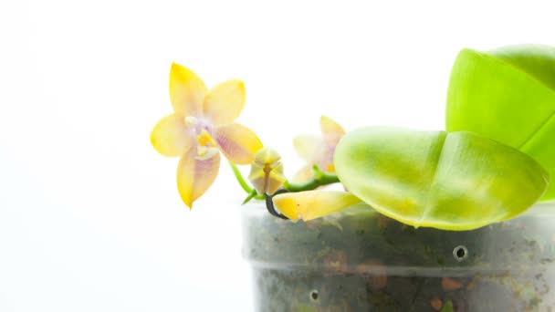 Schöne Seltene Orchidee Topf Auf Weißem Hintergrund — Stockvideo