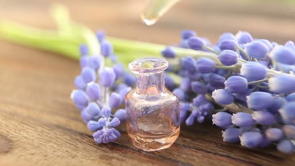 Aceite Esencial Flor Muscari Sobre Mesa Botella Hermosa — Vídeos de Stock