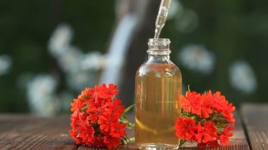 ahşap arka plan üzerinde güzel şişe catchfly uçucu yağ