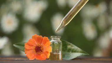 Ahşap arka plan üzerinde güzel şişe Zinnia uçucu yağ