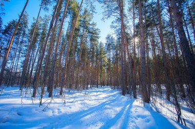 güneşli güzel kış orman