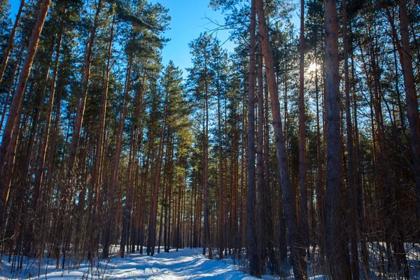 Bela floresta de inverno no dia ensolarado — Fotografia de Stock