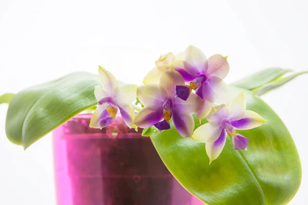 Hermosa orquídea rara en maceta sobre fondo blanco — Foto de Stock