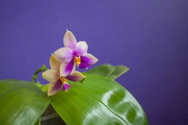 Krásné vzácné orchideje v hrnci na modrém pozadí — Stock fotografie