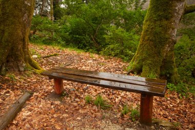 gün batımında ilkbaharda halka açık bir parkta ahşap bank
