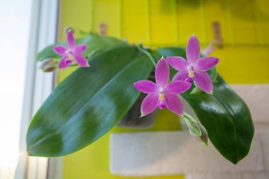 Arka plan bulanık üzerinde tencerede güzel nadir orkide