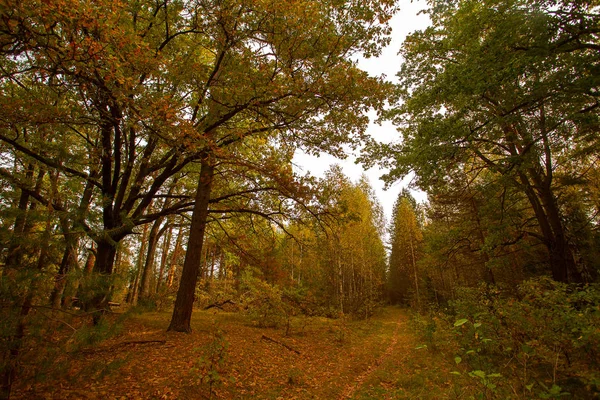 秋天美丽全景乡村景观 — 图库照片