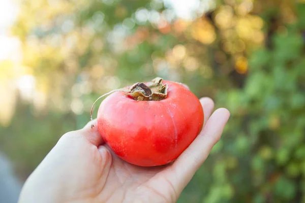 persimmon in hand on green background