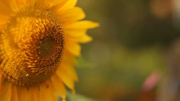 Imagem Fundo Natural Girassol Amarelo Bonito — Vídeo de Stock