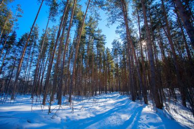 güneşli güzel kış orman
