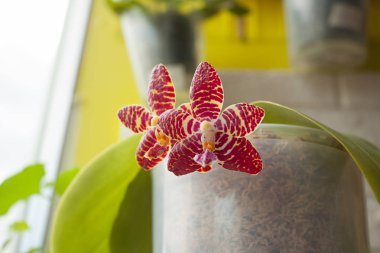 Arka plan bulanık üzerinde tencerede güzel nadir orkide