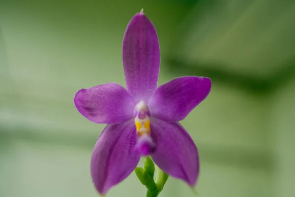 Красивая редкая орхидея в горшочке на размытом фоне — стоковое фото