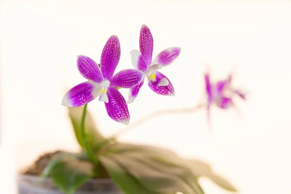 Beautiful rare orchid in pot on White background — Stock Photo, Image