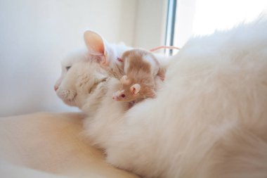 kafasına fare ile güzel beyaz kedi