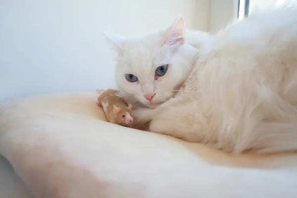 그의 머리에 마우스와 아름다운 흰색 고양이 — 스톡 사진