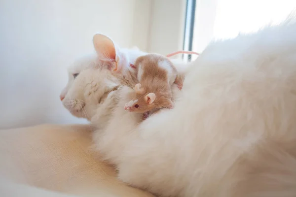 Vacker vit katt med musen på huvudet — Stockfoto