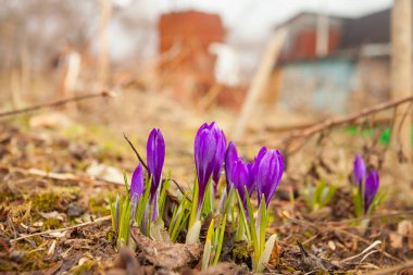 arka plan görüntüsü güzel bahar Çiğdem çiçek