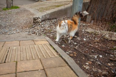 bulanık arka plan üzerinde küçük güzel kedi