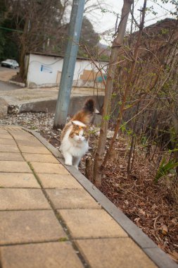 bulanık arka plan üzerinde küçük güzel kedi