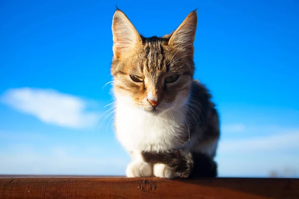 Liten vacker kattunge på blå bakgrund — Stockfoto
