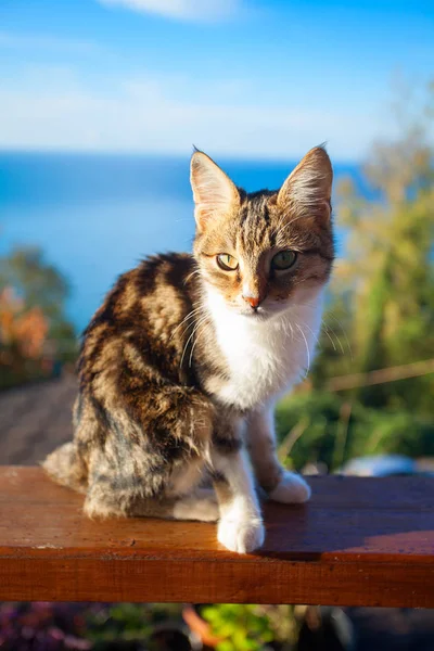 Liten vacker kattunge på blå bakgrund — Stockfoto