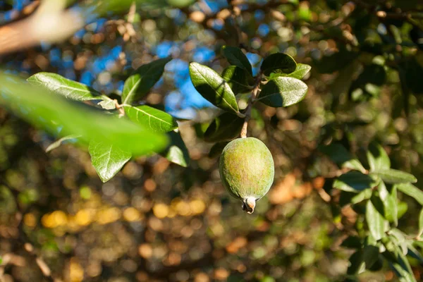 Smuk moden og saftig feijoa på grøn baggrund - Stock-foto