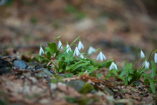 Beautiful white snowdrop in spring on blurred background — Stock Photo, Image