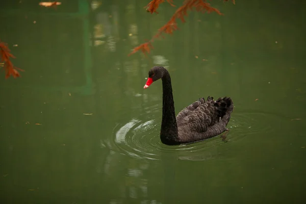 Schöner schwarzer Schwan schwimmt im Herbst im Fluss — Stockfoto