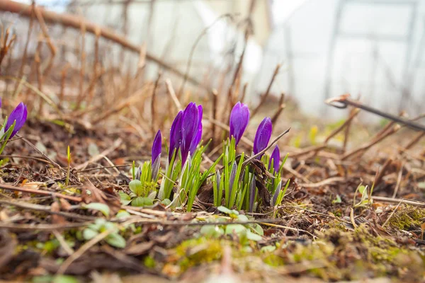 Bela flor de croco primavera no fundo imagem — Fotografia de Stock