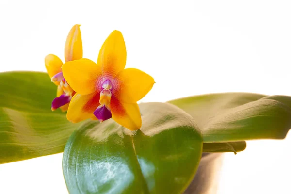 Beyaz zemin üzerine tencerede güzel nadir orkide — Stok fotoğraf
