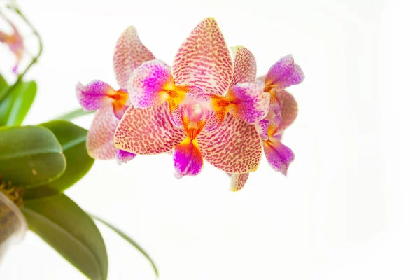 Schöne seltene Orchidee im Topf auf weißem Hintergrund — Stockfoto