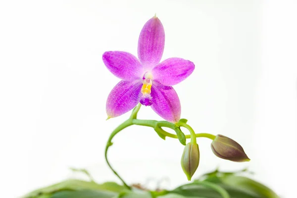 Bella orchidea rara in vaso su sfondo bianco — Foto Stock
